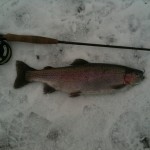 A fine 3lb Rainbow from a snowy Wellsfield