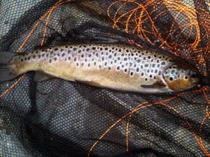 IMG_0351 A solid Brown Trout on the F Fly