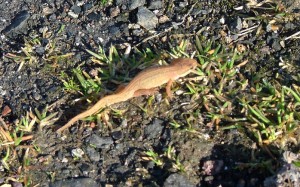 commonnewt A Female Common Newt