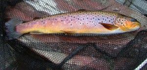 pendreich-brown-trout-3rd-april A lean over wintered Brown trout on the Pheasant Tail nymph