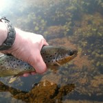 secret_place_trout A Trout from the unnamed location