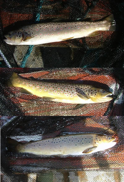 Great day on Pendreich