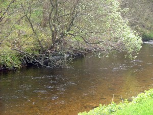 upper fossoway Typical section near Dam