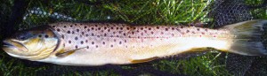 Long lean Brown Trout Long lean Brown Trout