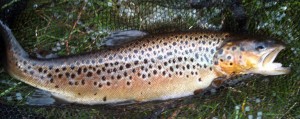 IMG_0377 A fine resident Brownie from Pendriech