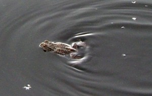 NT_frog A resident enjoys a late evening swim