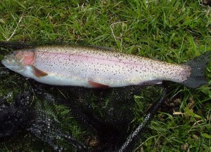 A lovely 2lb 2oz Rainbow on the Hothead Damsel