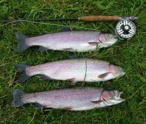 A brace for 6lb 11 oz's :  a great bag