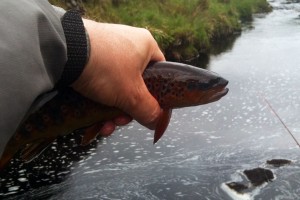 A decent 5-6oz wild fish