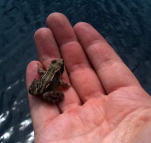 Wee Froggie man