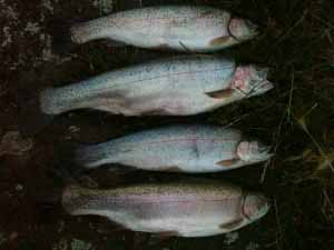 IMG_0509 A Brace of Rainbows from Barrow #2