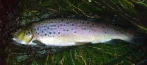 poundandahalfpendreich A decent well fed fish of over a pound and a half
