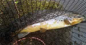 bigfishfromburn A nearly 1 pound fish netted from the Burn