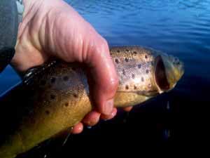 nicefishcocksburn A cracking condition Brownie from Cocksburn