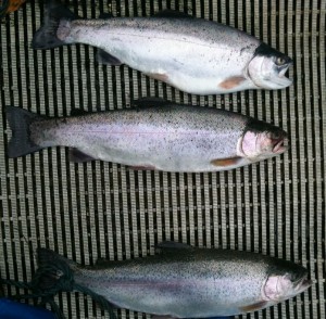 A blue and two Rainbows