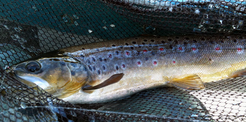 A Pendreich trout with the Black Diawl Bach A Pendreich trout with the Black Diawl Bach