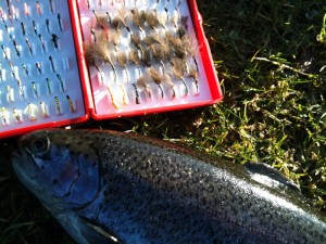 An Orchill Rainbow and Buzzers