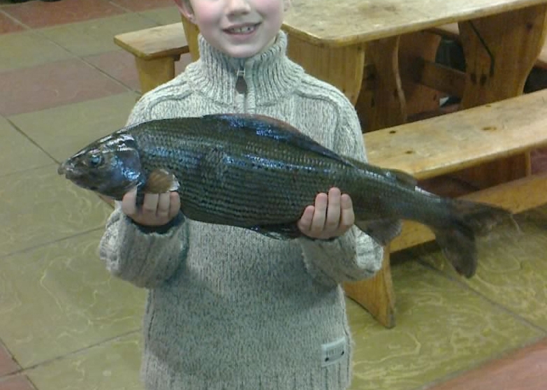 Monster Grayling from the Clyde