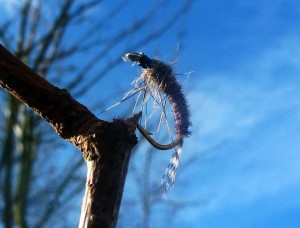 PTN The Unfamous Pheasant Tail