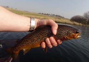 bonniefish Over wintered Brown Trout in great condition