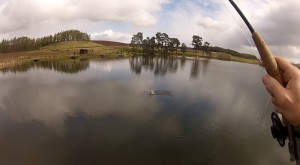 Final fish