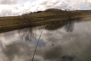 A sporting fish 