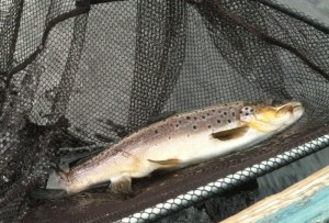 Brown on the Olive Snatcher Brown on the Olive Snatcher