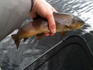 Bigger Brown on a Snatcher Bigger Brown on a Snatcher