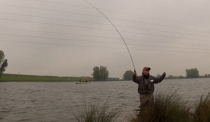 More fish on the bank?