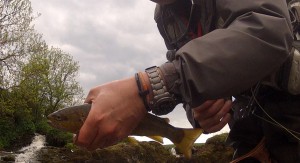 The first fish netted on the Upper Avon