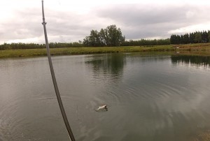 harviestoun fish First fish caught and released