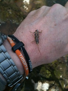 Shuck of a Stonefly