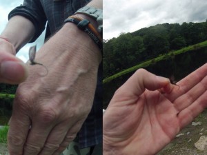 Two bent fly hooks