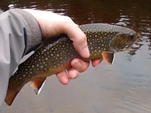 A brook Trout at Chirk