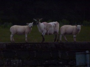 hellsheep Sheep from Hell