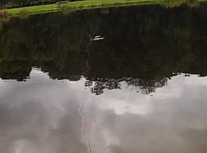 A trout jumps over the line