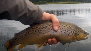 2.5lb Brown A 2.5lb Brown