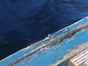 boat companions The damselfly stowaways!