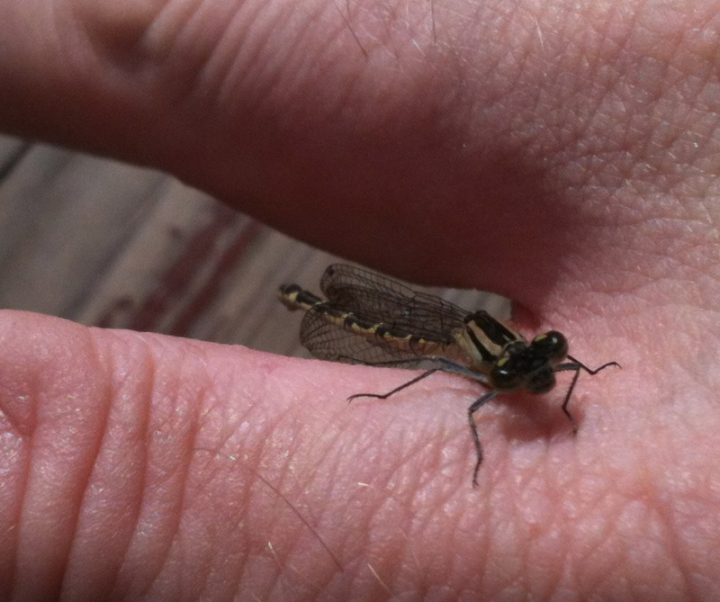 In the company of Damsels