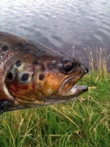 Brown Trout head A Brown Trout smiling