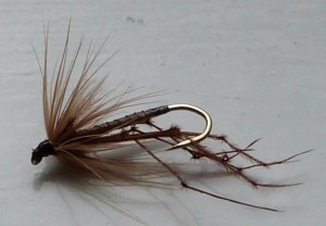 A wet Daddy longlegs fly