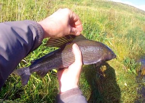 A better shot of the second fish