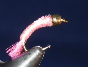 Pink-jelly bug
