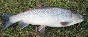 Tiger Trout