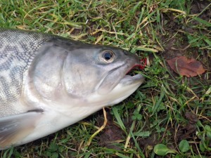 Tiger fell to a Bloodworm pattern Tiger fell to a Bloodworm pattern