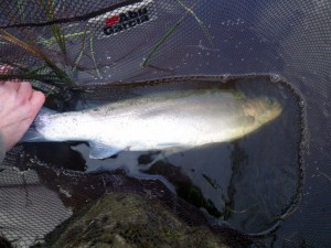 A big Rainbow A big Rainbow