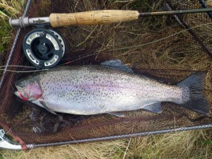 A 3lb rainbow on the bloodworm pattern