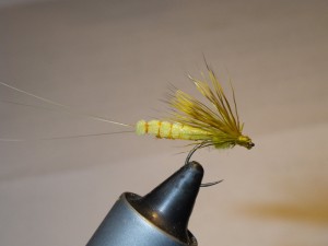 det body yellow may dun