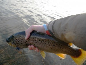 Another Big Brown Another Big Brown