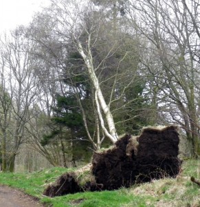 Blown over tree